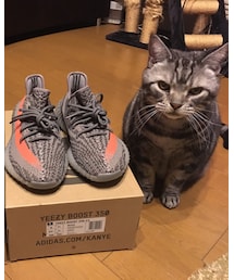 adidas | スニーカー