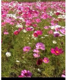 Champion | その他アウター