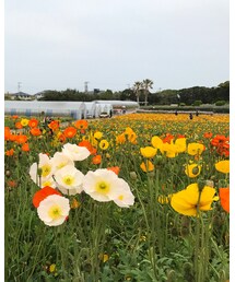 ポピー畑！💛 | その他