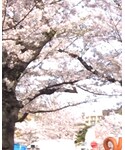 錦糸公園桜の「インテリア(フラワーベース)」