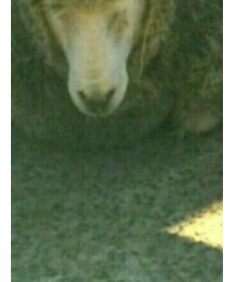 ひつじ | その他