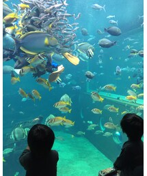 🐠 | 福袋/福箱