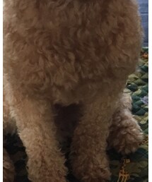 joy | ペットウェア