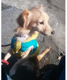 愛犬🐶モナ | その他