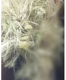 Handmade | シュシュ