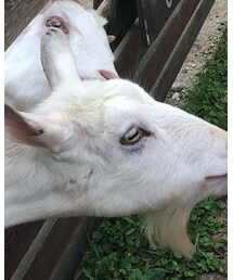 やぎさん | おもちゃ