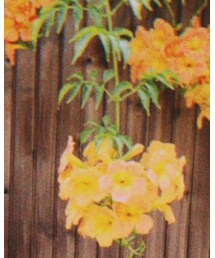 お花 | まつ毛/アイケア