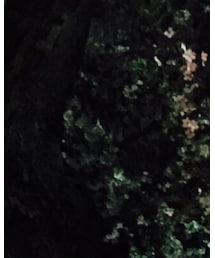 さくら | その他