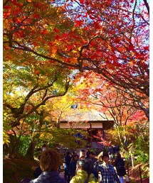 紅葉 | トップス