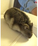 ハムちゃん🐹の「その他(その他)」
