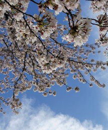 ROUND HOUSE | 🌸(ハット)