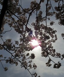 coen | 🌸(その他パンツ)