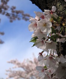 SIERRA DESIGNS | 🌸(ソックス/靴下)