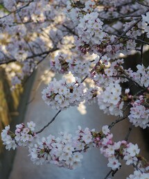 🌸(アナログ腕時計)
