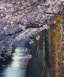 KEEN | 🌸(サンダル)