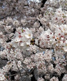 WILD THINGS | 🌸(ストール/ショール)