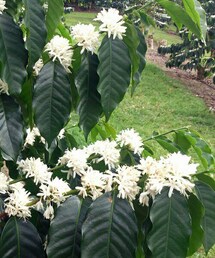 コーヒーの花 | ハワイ島で撮ったコーヒーの花(その他)