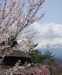 🌸と🗻(その他)