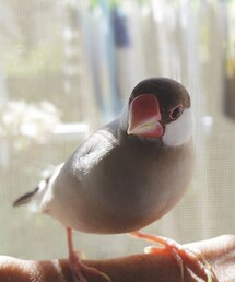 ムギ♀(⁰⊖⁰)♪(福袋/福箱)