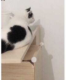🐱 | アクセサリー