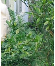植物园 | その他
