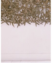 ISSEY MIYAKE | スカート