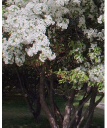 CA4LA | ヘアアクセサリー