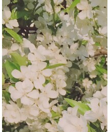 CA4LA | ヘアアクセサリー