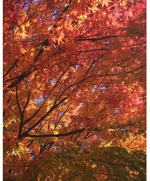 🍁 | その他