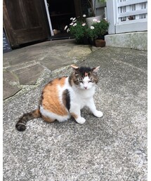 🐈 | その他