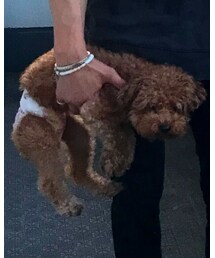 犬 | その他