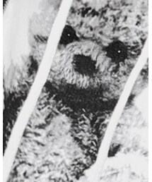 BROWNY | パーカー