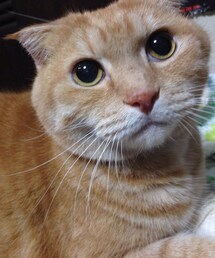 その他 | クレアー😍(その他)