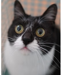 NECO | ペットグッズ