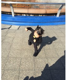 大はしゃぎ | その他