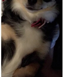 岡本家ブランド♡ | メラ♡(その他)