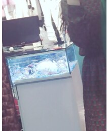 Korea | ワンピース