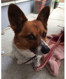 🐶サクラーギー❤️ | その他