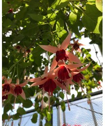 お気に入りの花🌸 | その他