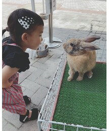 🐰 | その他