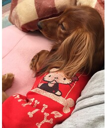 わんこ🐶 | その他