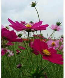 モスモス満開 | その他