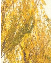 とやまの紅葉 | その他