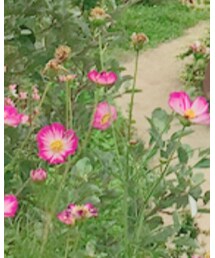 無印良品 | Tシャツ/カットソー