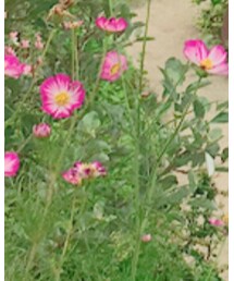 無印良品 | シャツ/ブラウス