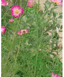 もらいもの。 | その他パンツ