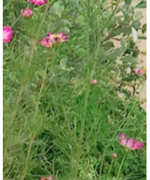 無印良品 | スニーカー