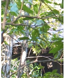 黒川温泉のし湯 | その他