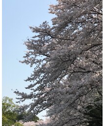 桜 | その他