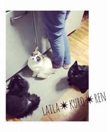 🐈♡🐈 | その他